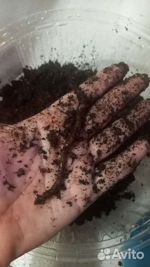 Черви для рыбалки