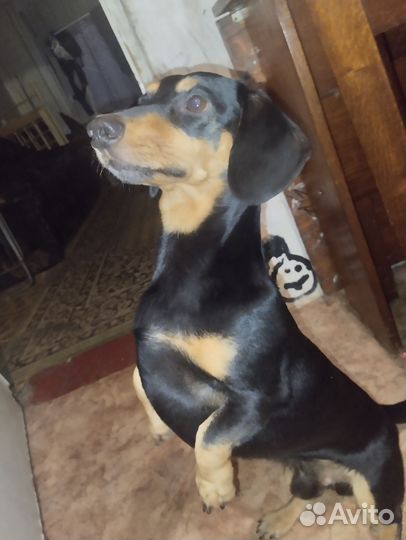 Такса - плакса