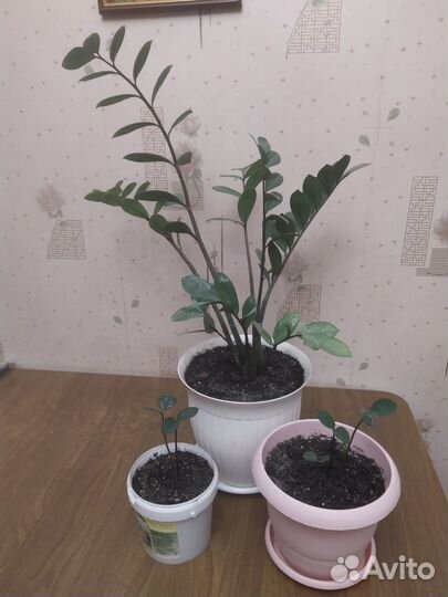 Замиокулькас (долларовое дерево)