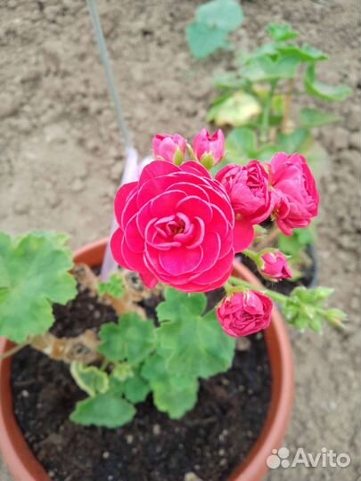 Пеларгонии, герани розебудные