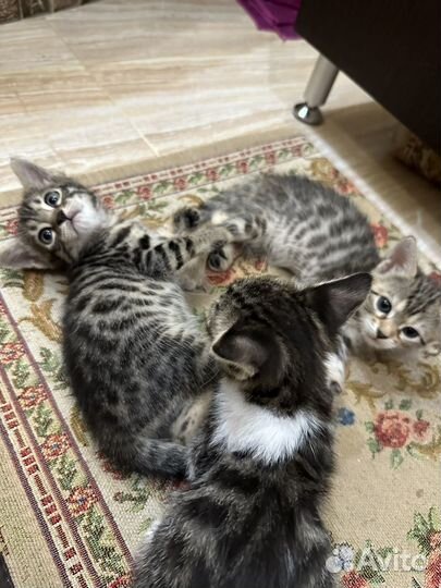 Кошка в дар
