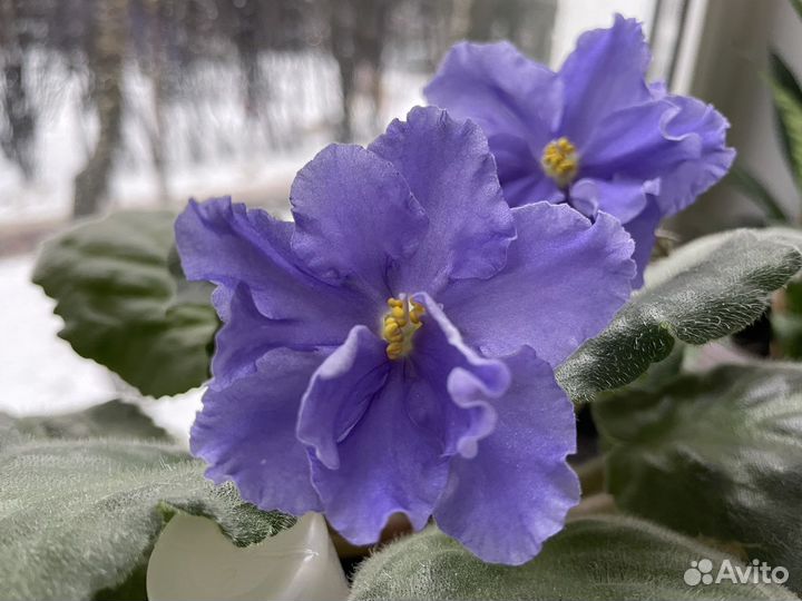 Фиалки ек-Морской Волк и Снежная Королева