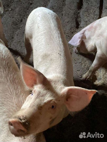 Свиньи (поросята)