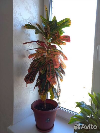 Комнатные цветы кротон