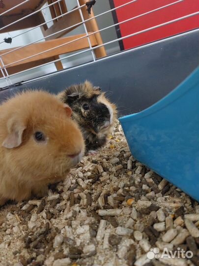 Морская свинка