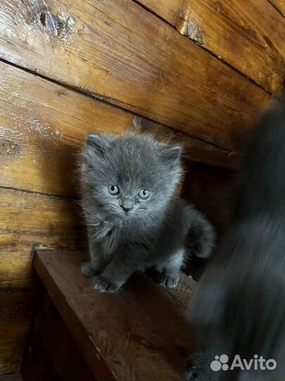 Британские котята