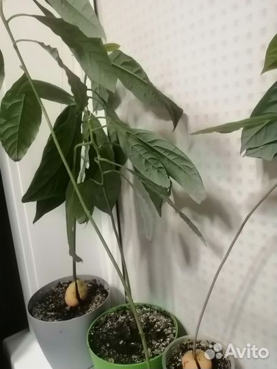 Авокадо дерево