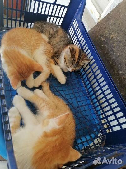 Котята в добрые руки