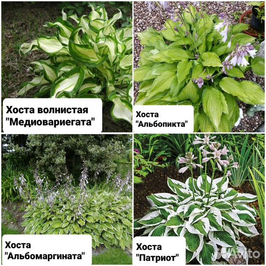 Многолетние цветы зкс (почта, сдек)