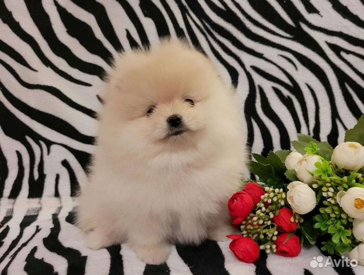 Щенки шпица