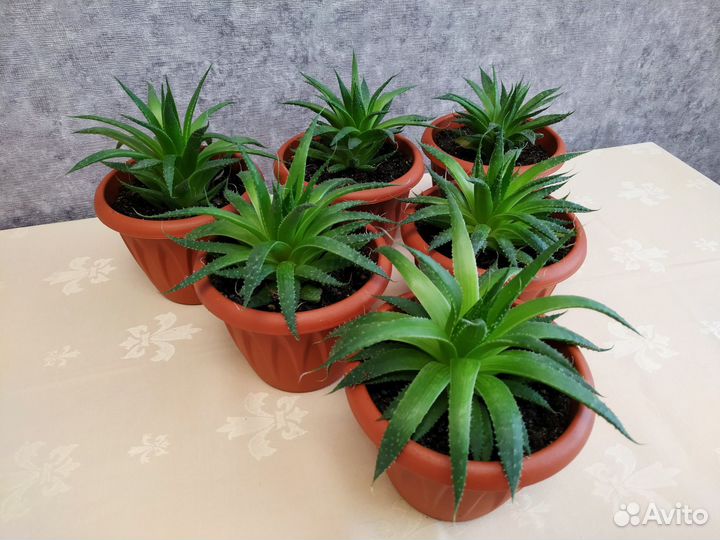 Алоэ остистое aristo (аристата)