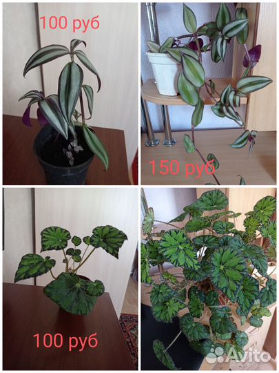 Продам цветы комнатные