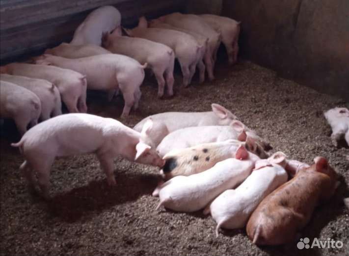 Поросята