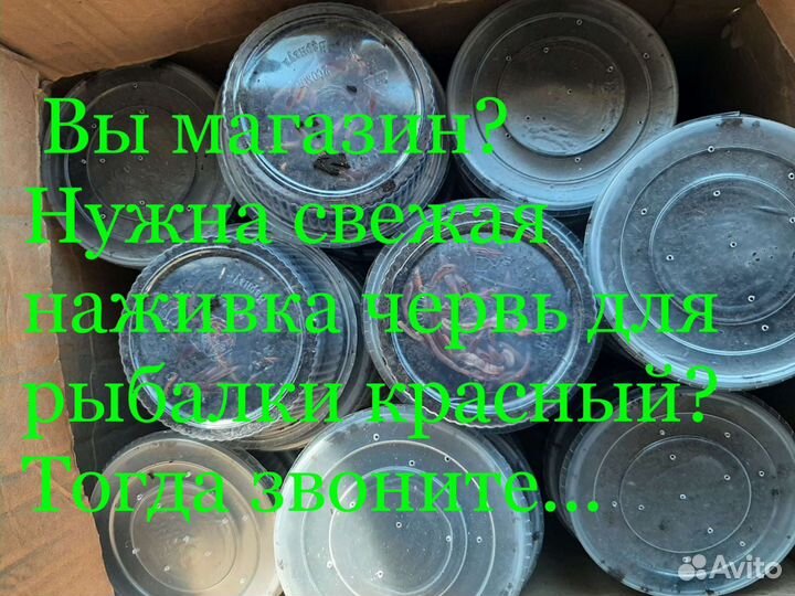 Червь для рыбалки оптом