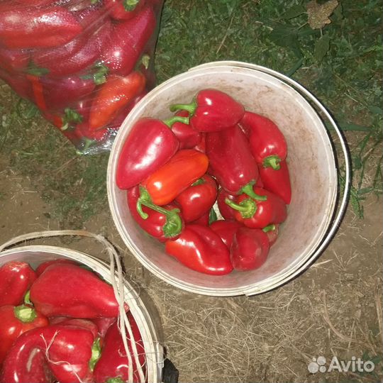 Перец болгарский