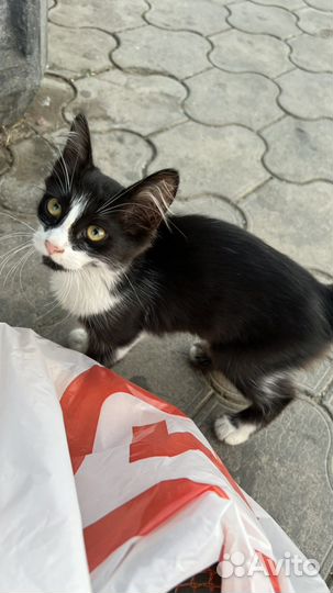 Кошка в дар