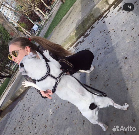 Передержка животных (домашняя/вольерная)