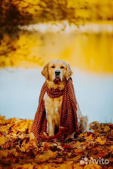 Вязка Золотистый ретривер