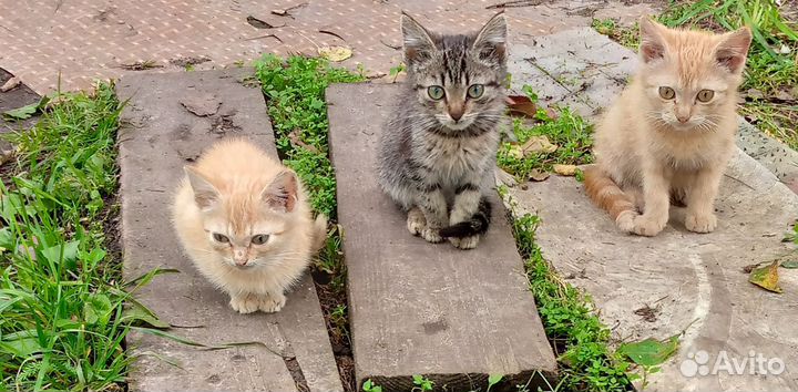 Котята в добрые руки даром