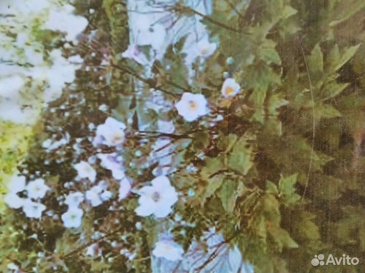 Многолетники