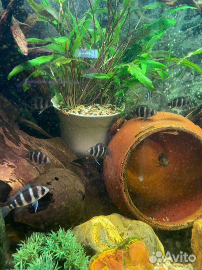 Фронтоза Бурунди