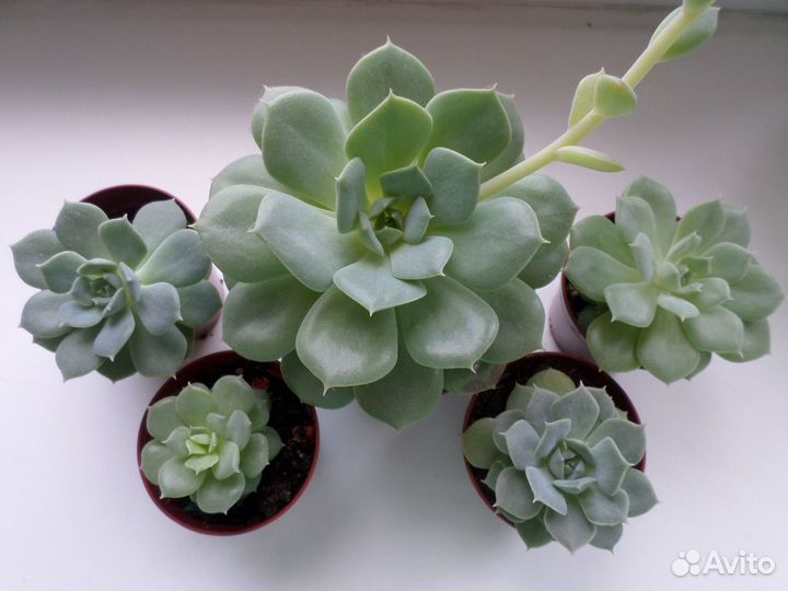 Суккуленты,эчиверии