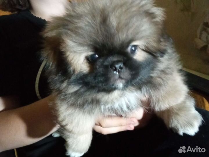 Щенки пекинеса