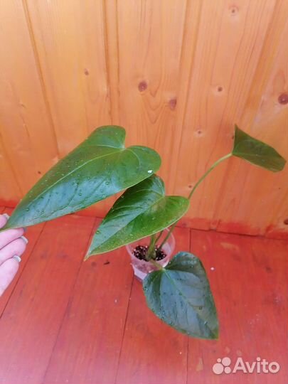 Антуриум Париж оранж