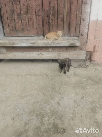 Отдам в добрые руки