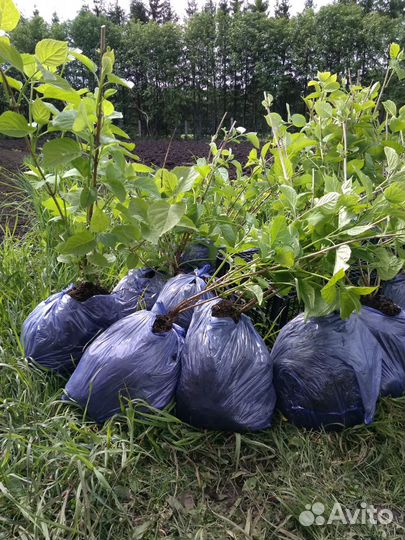 Продаются кустарники гортензии Инкредибол, много