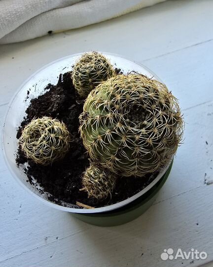 Кактус маммиллярия, цветущий