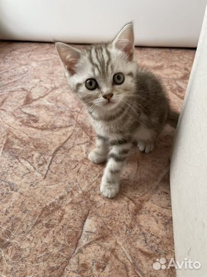 Шотландские котята