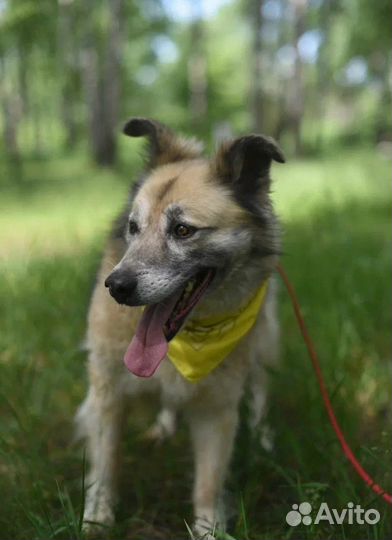 Собака из приюта