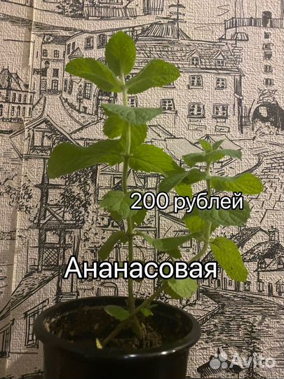 Мята сортовая