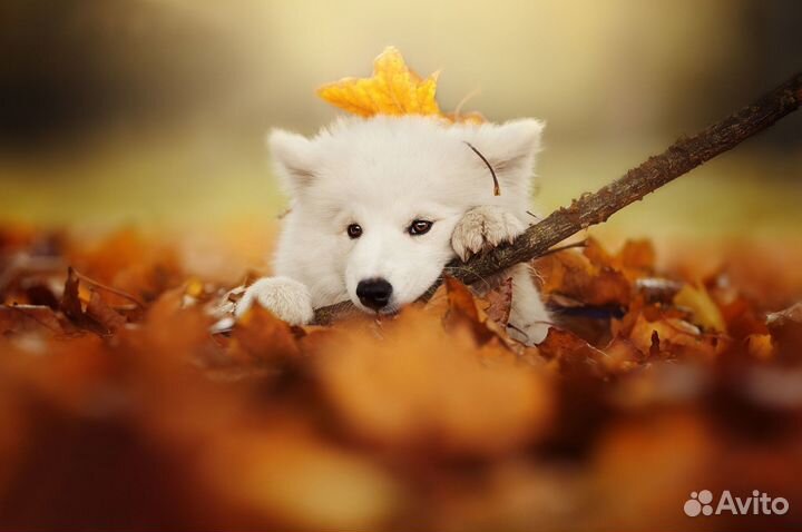 Фотосессия с собакой,аренда собаки