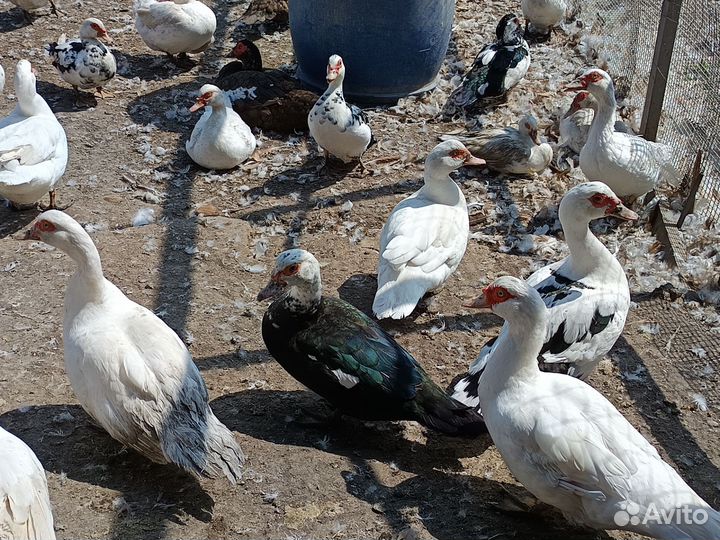 Мускусные утки (индоутка)