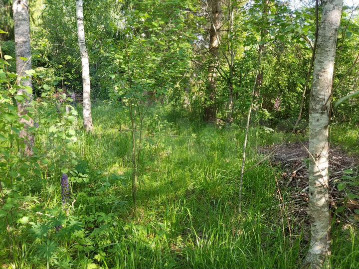 Участок 6 сот. (СНТ, ДНП)