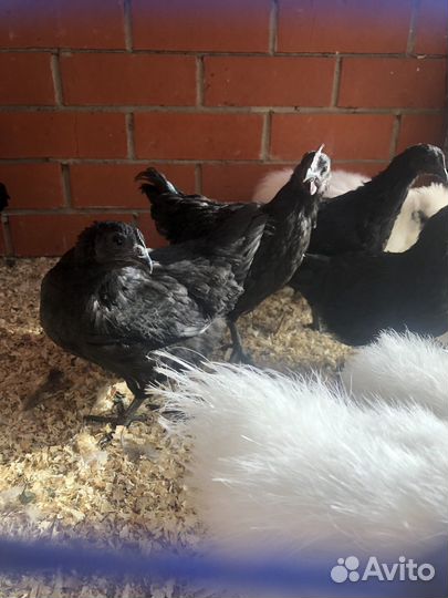 Черные куры ухейилюй