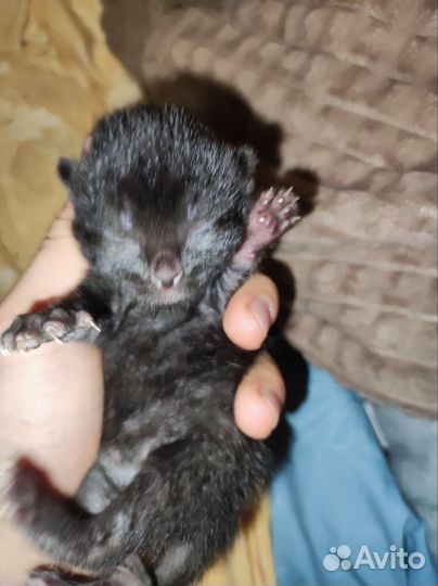 Котята отдам бесплатно