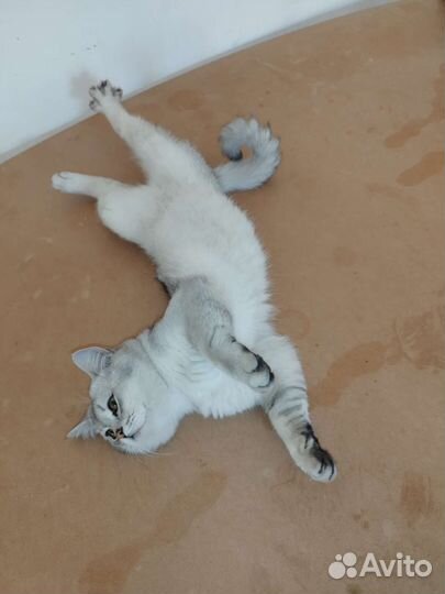 Серебристая Шиншилла, вязка