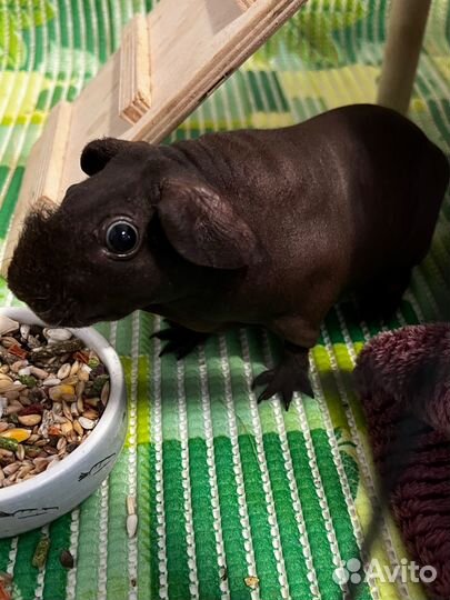 Морские свинки девочки