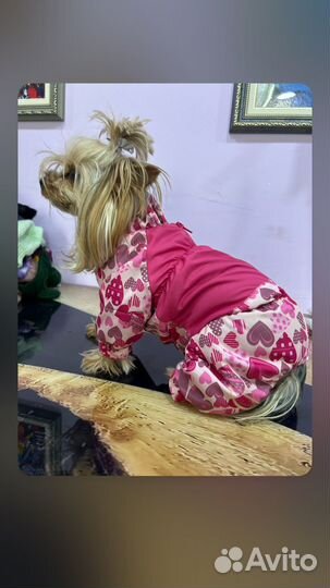 Одежда для собак