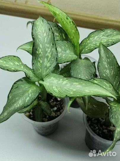 Диффенбахия удомсаб