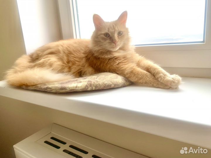 Рыжий кот внушительных размеров с женой