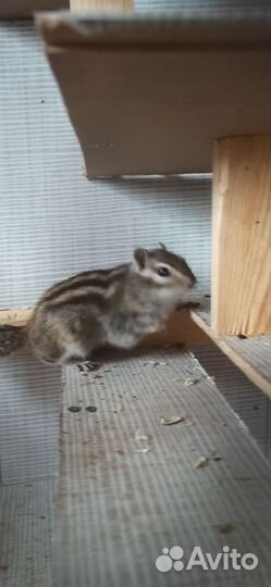 Бурундучок