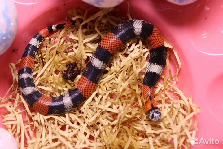 Трёхцветный уж