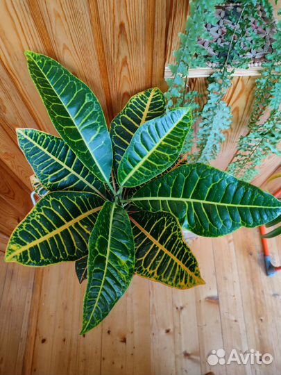 Кодиеум кротон