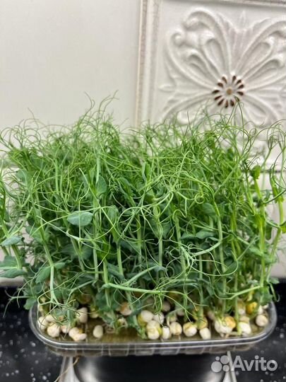 Продажа микрозелени в Кемерово