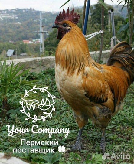 Инкубационное Яйцо лакеданзи