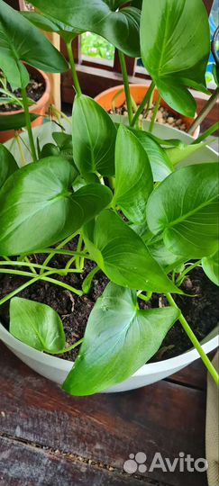 Цветы садовые многолетние